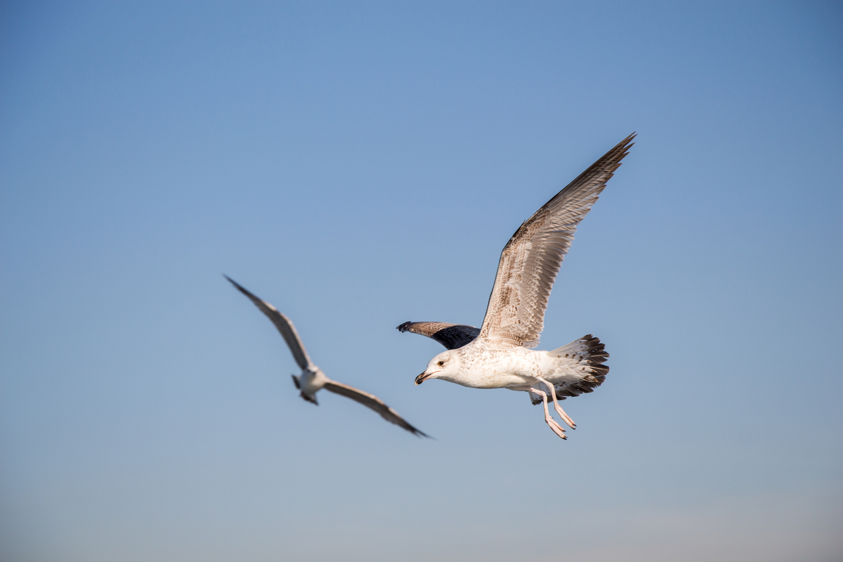 birds flying