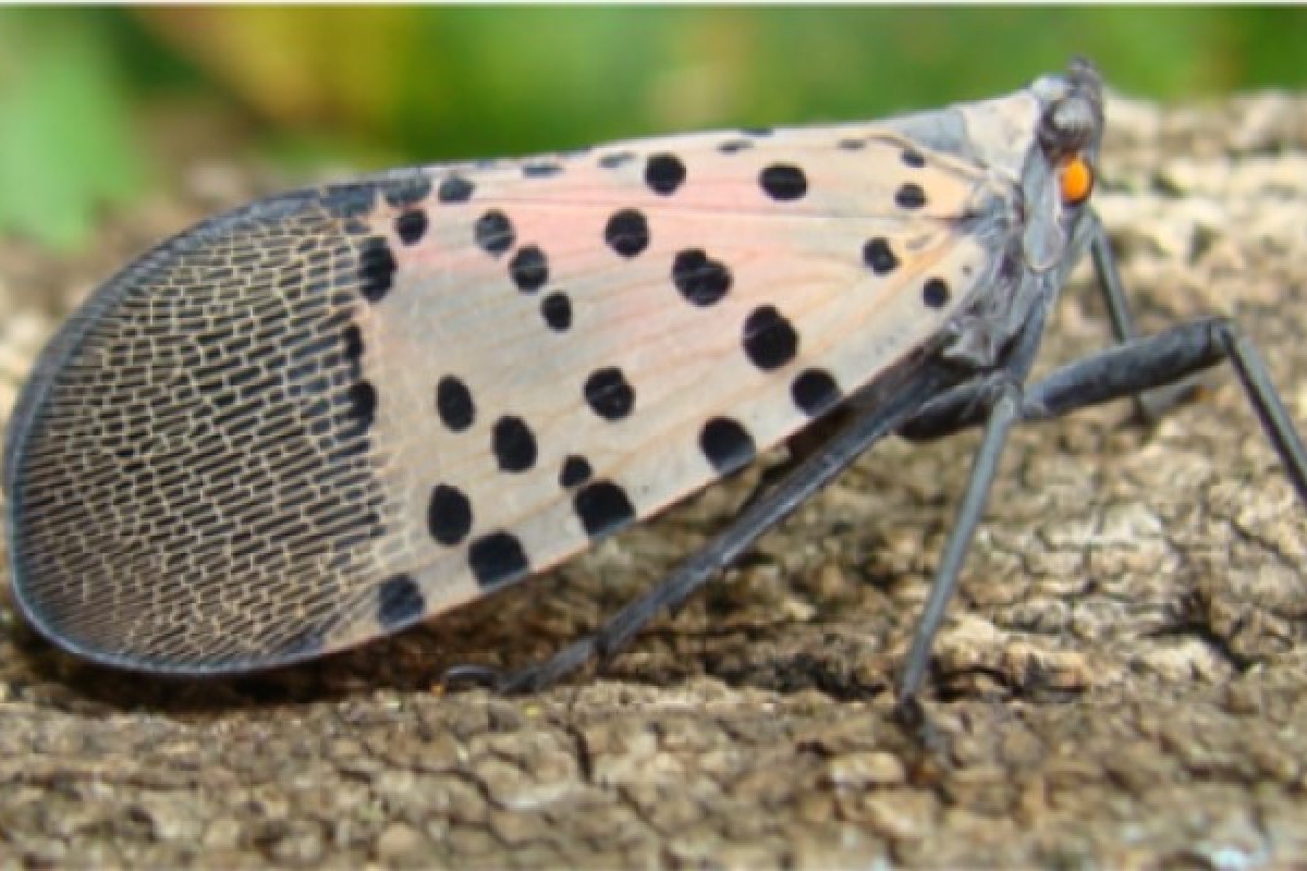 spotted lanternfly