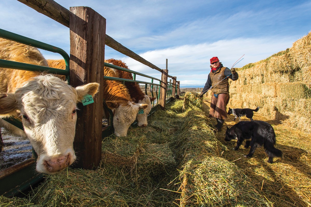 cattle and producer
