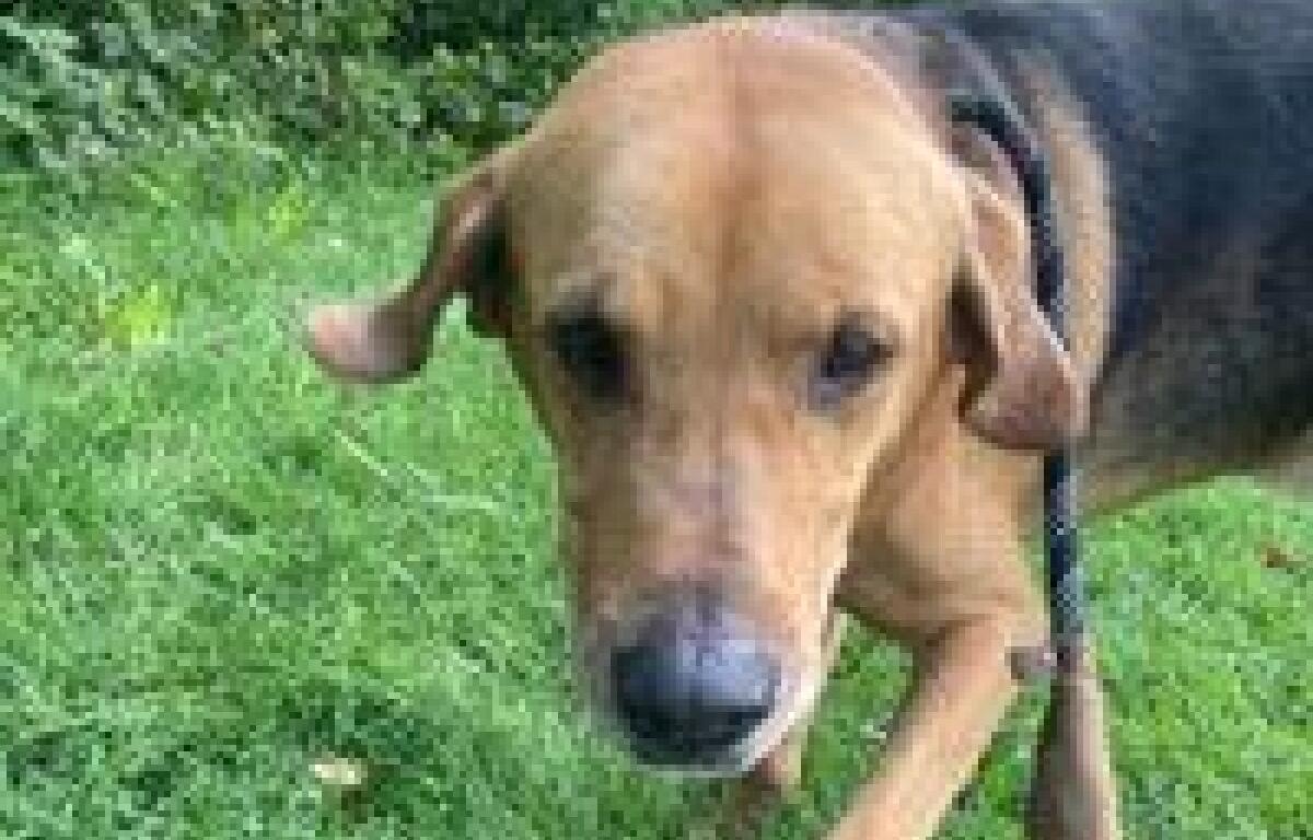 Bermuda at Louisa Animal Shelter