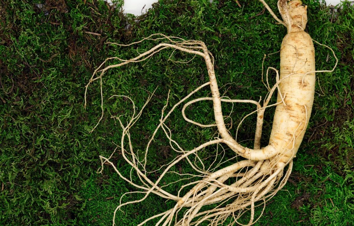 ginseng