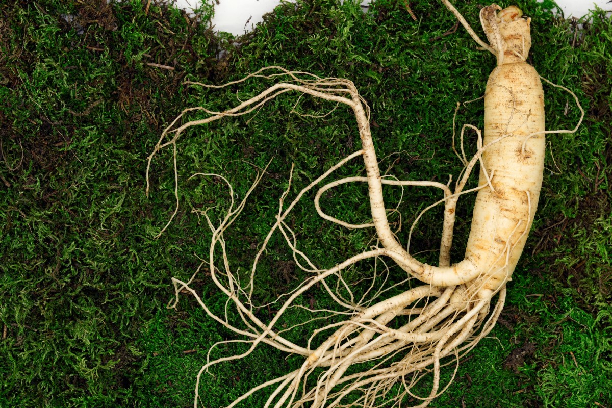 ginseng