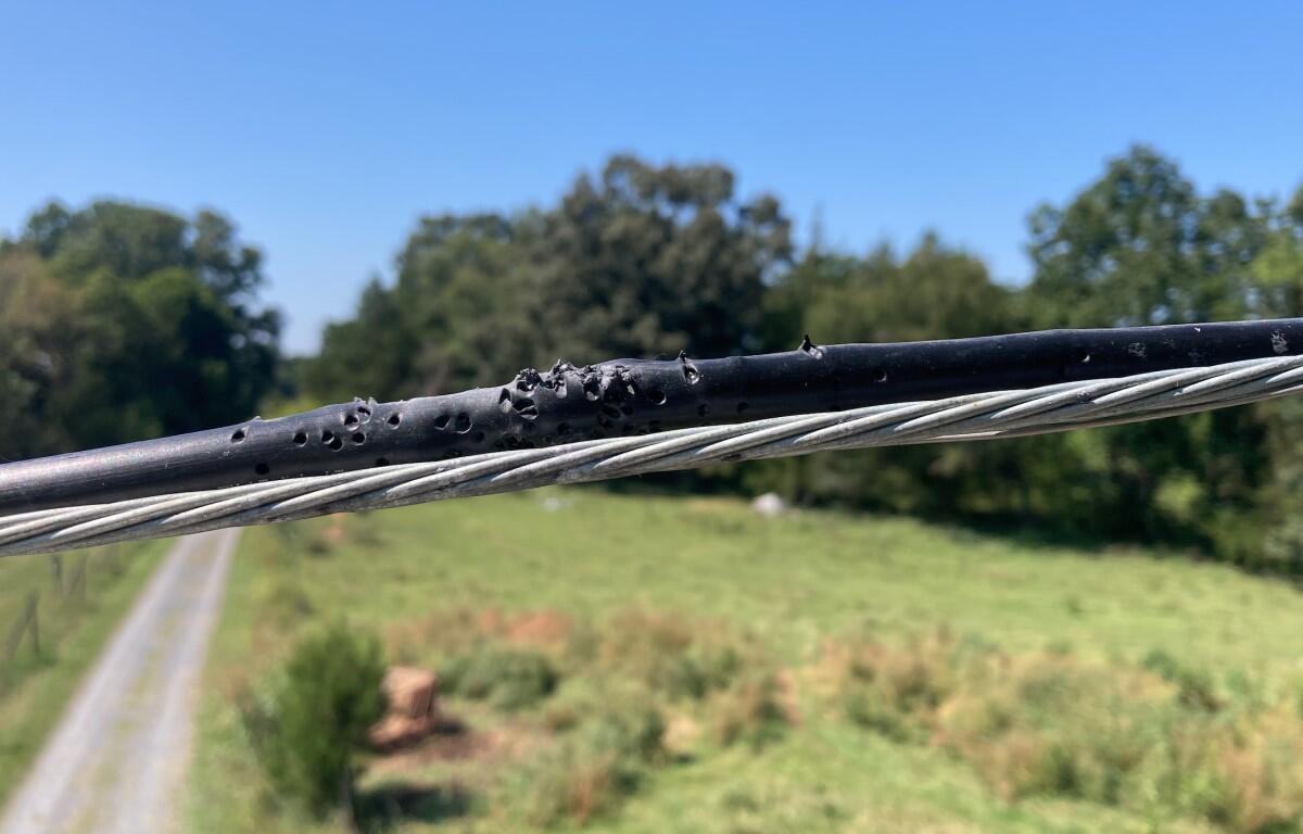 bird shot damage to Firefly fiber