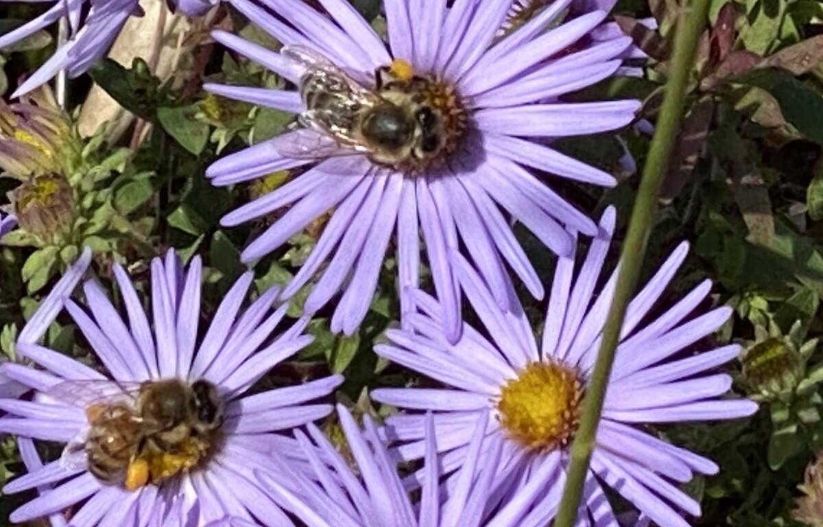 honeybees
