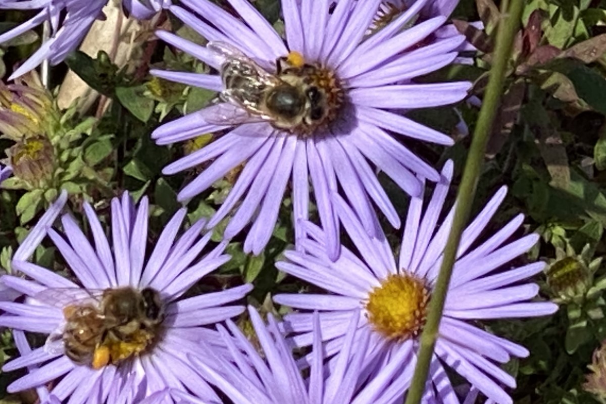 honeybees