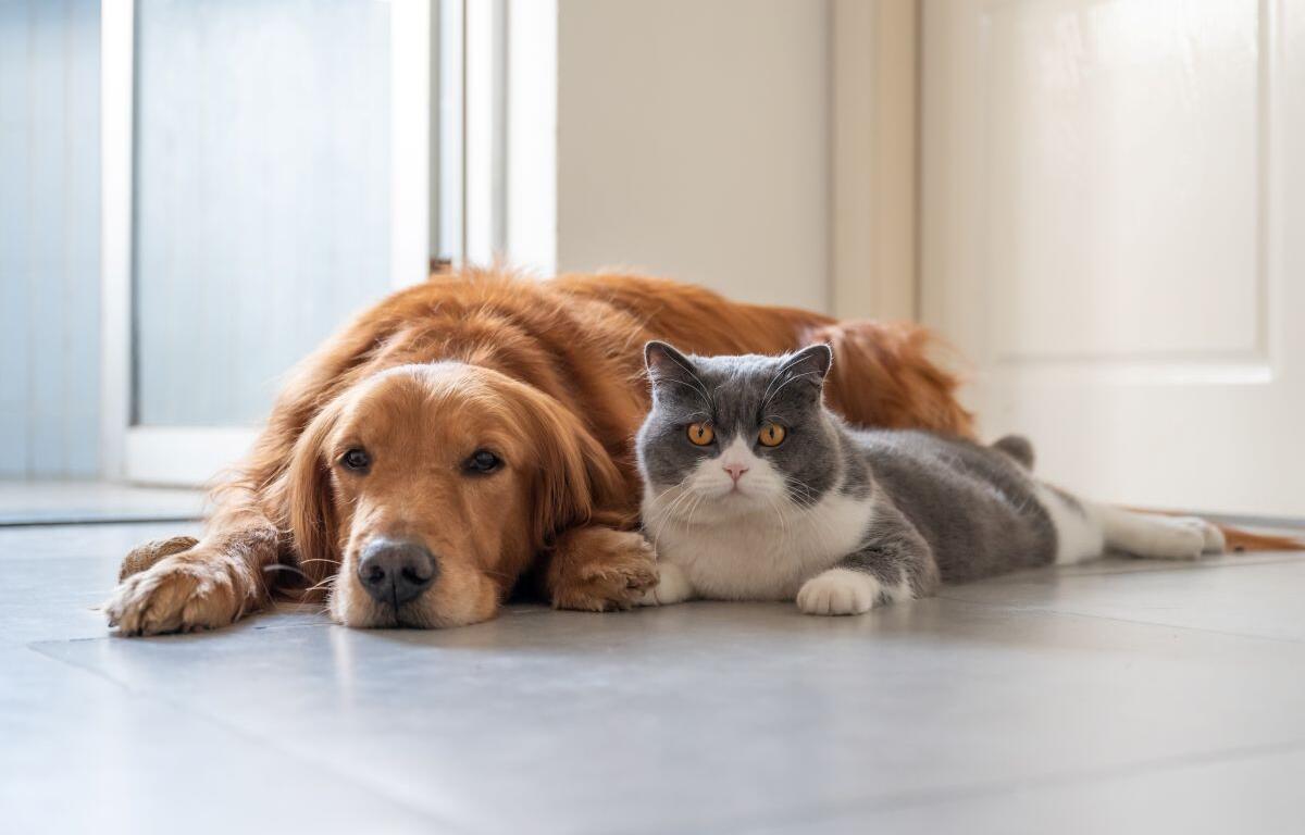 Caring for Creatures Ask the Expert