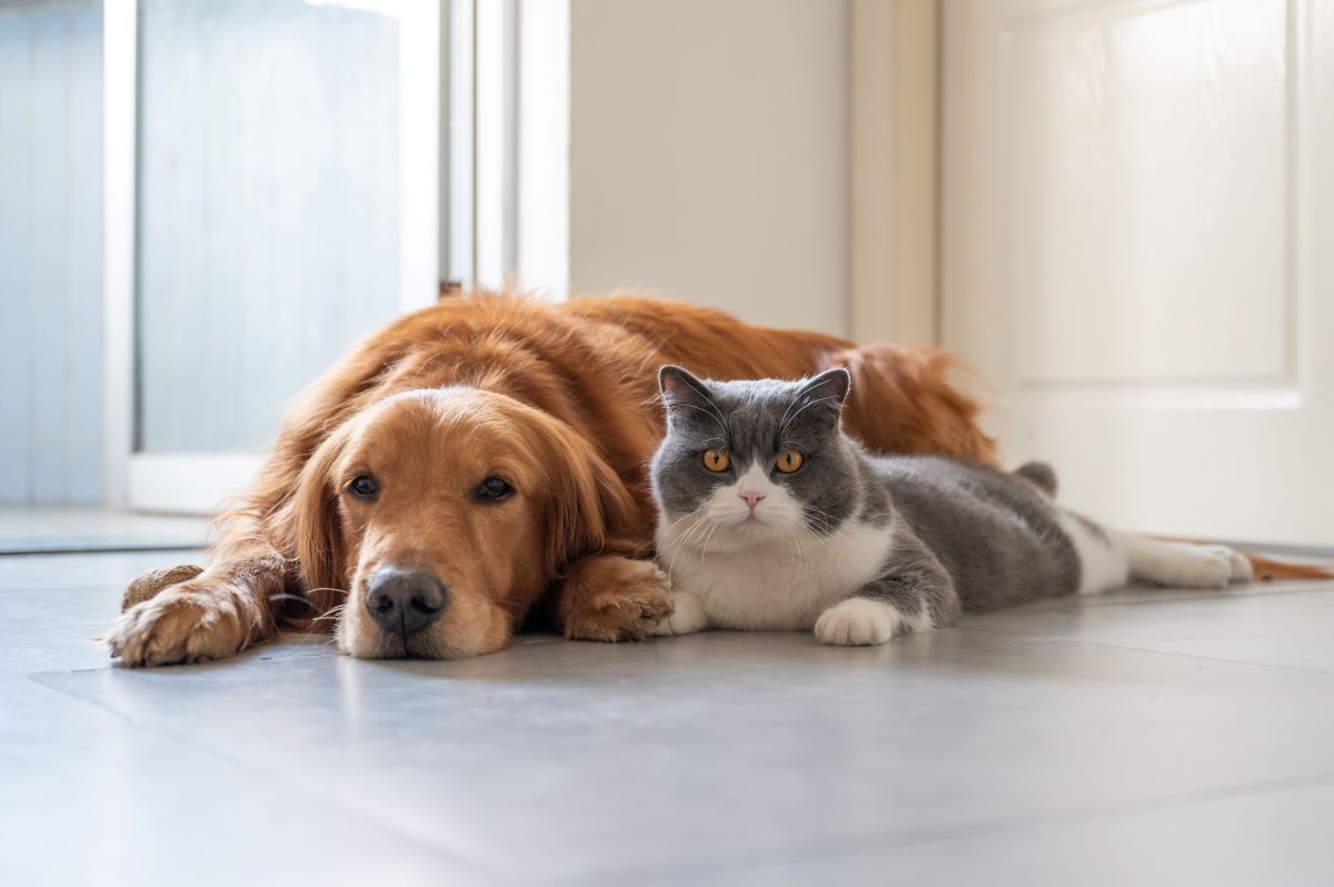 Ask the Expert: Helping Animals Heal and Thrive in Today’s Rescue Climate