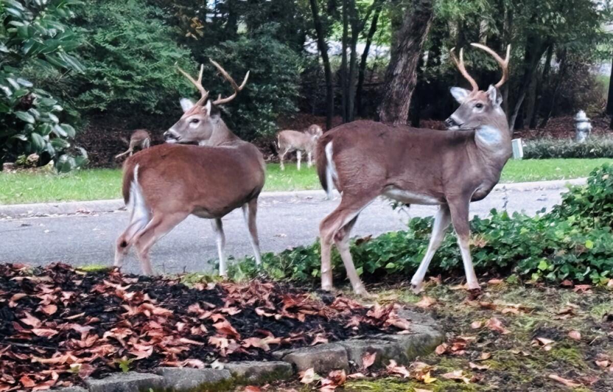Deer near neighborhood street