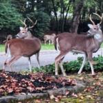 Deer near neighborhood street