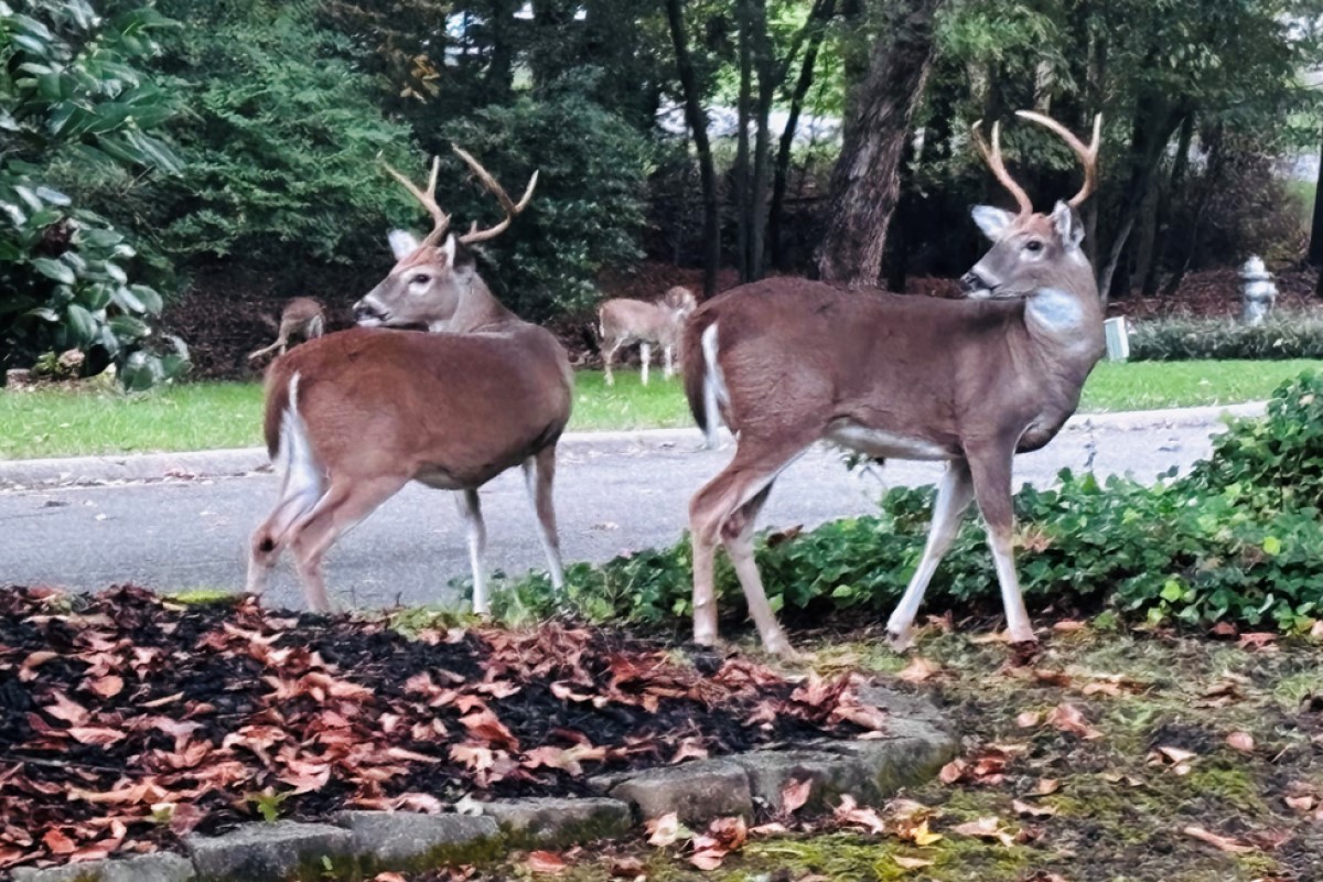 Deer near neighborhood street