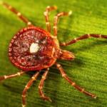 lone star tick