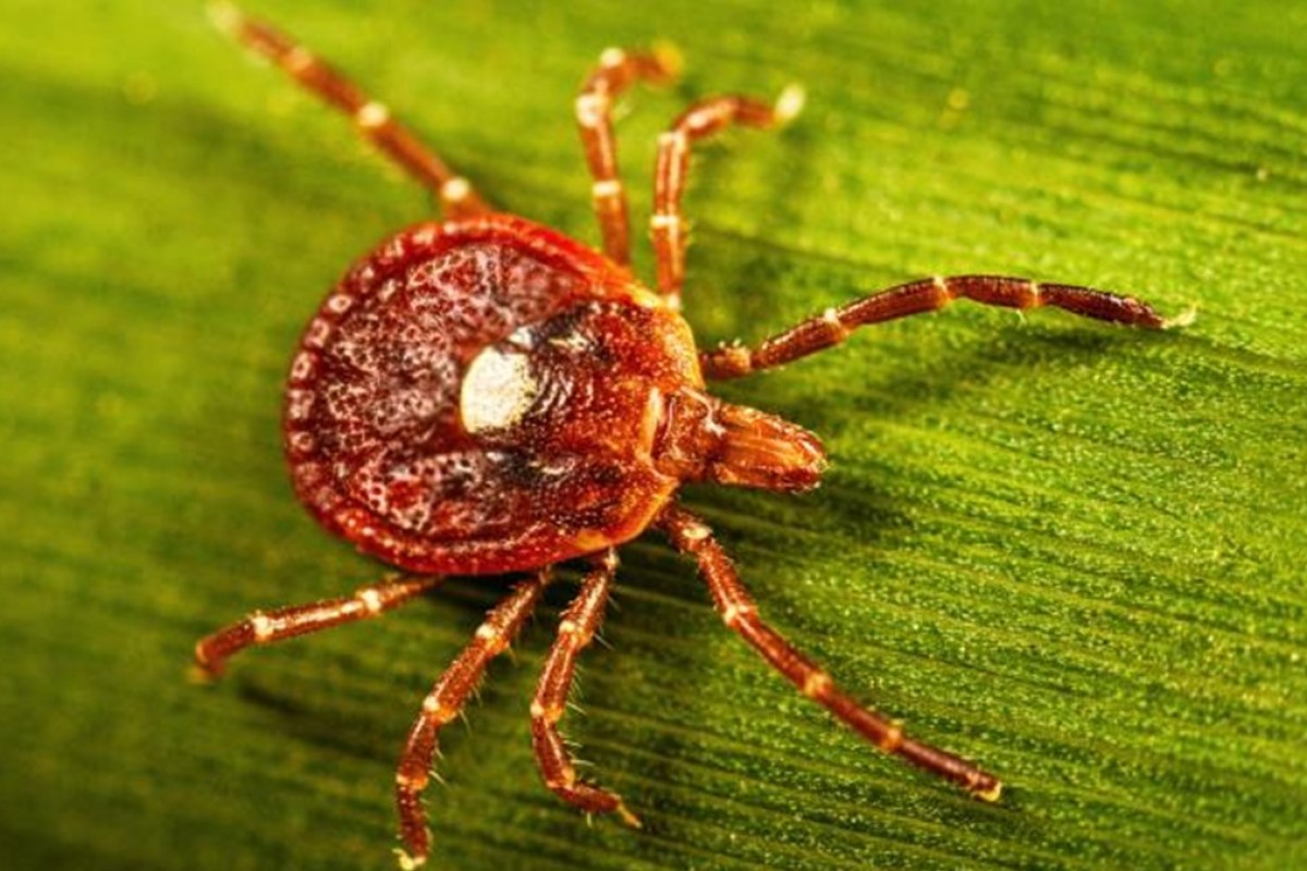 lone star tick