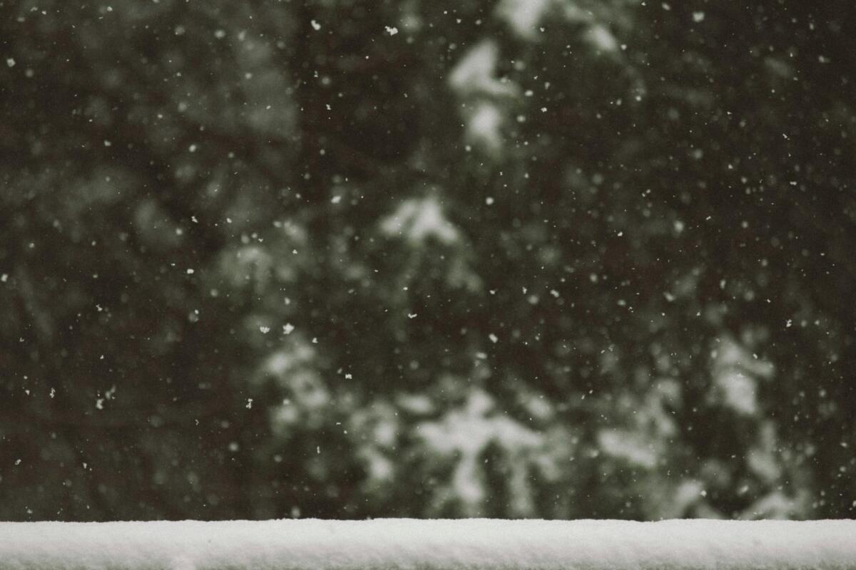 snow falling with pine trees in the background
