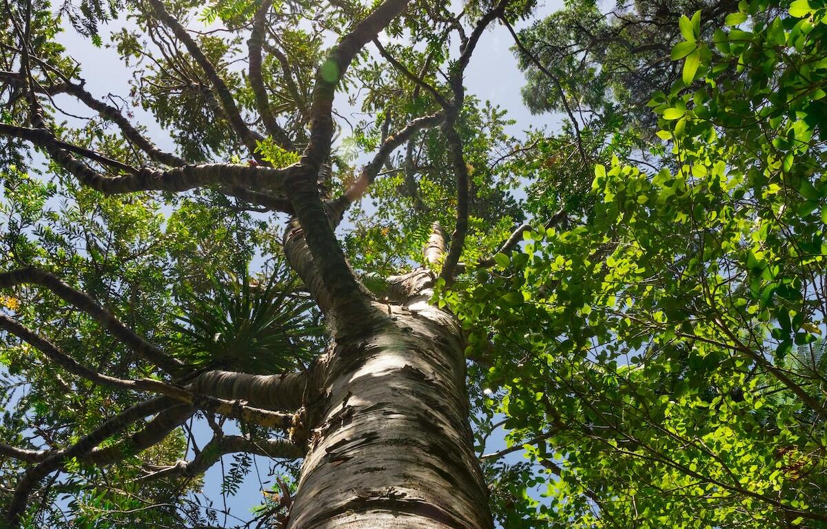 Picture of trees from Jon Moore on Unsplash