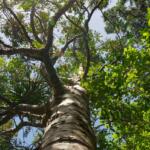 Picture of trees from Jon Moore on Unsplash