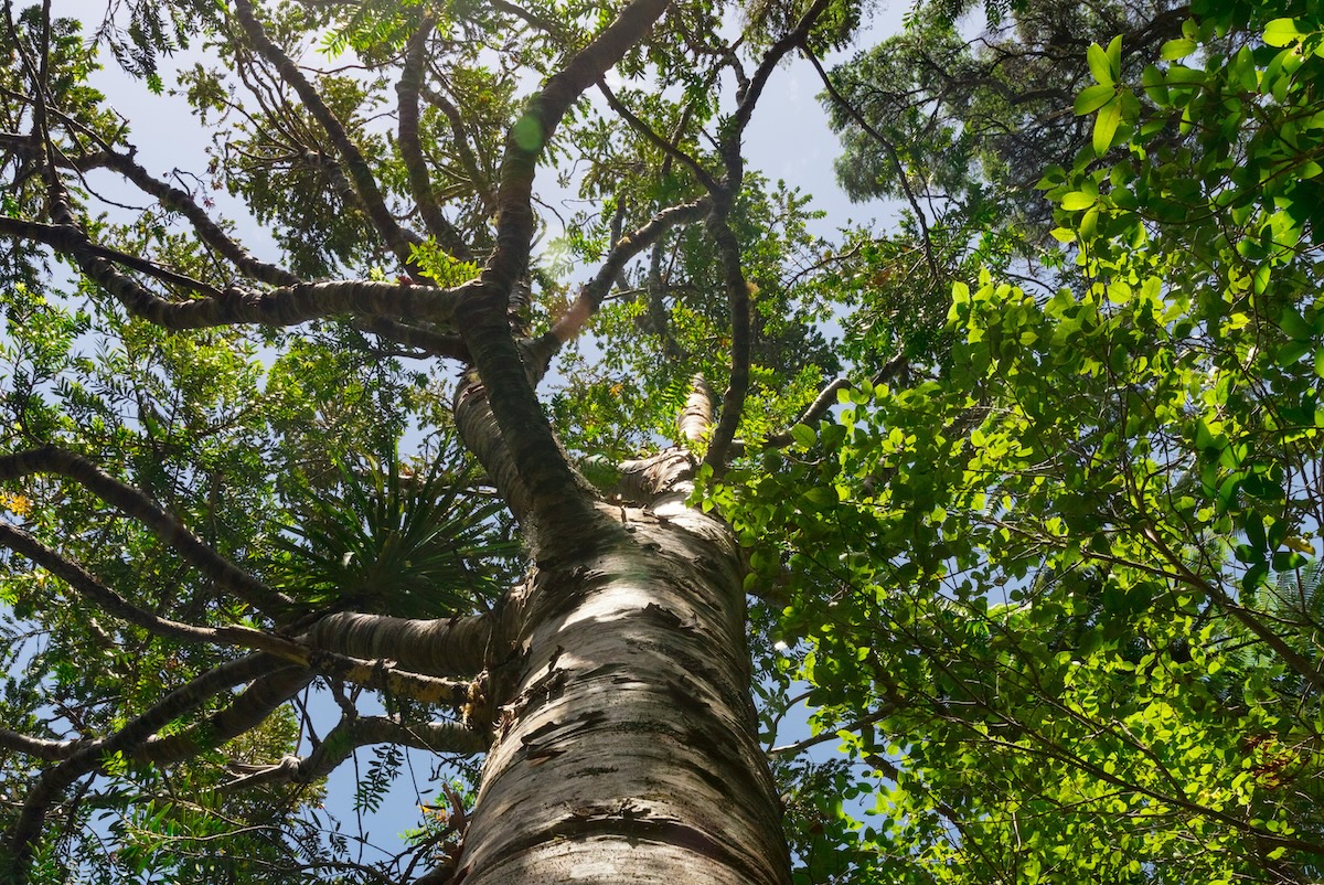 Picture of trees from Jon Moore on Unsplash