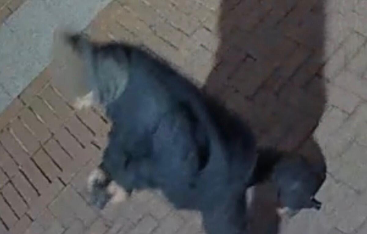 5th St SE sexual assault suspect