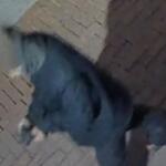 5th St SE sexual assault suspect