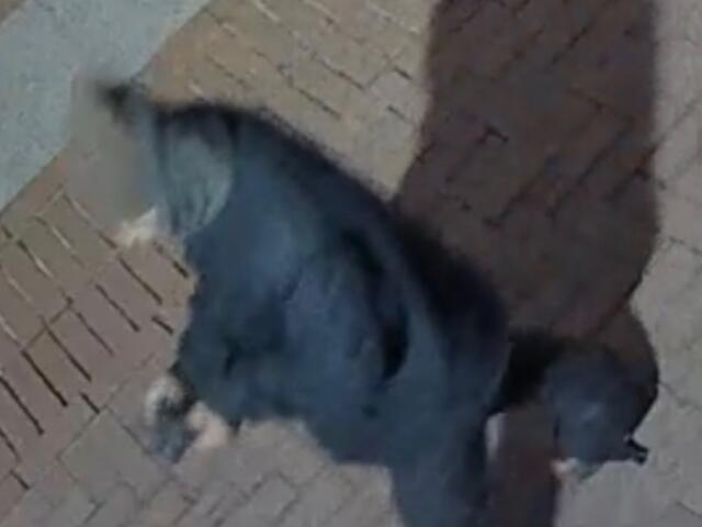 5th St SE sexual assault suspect