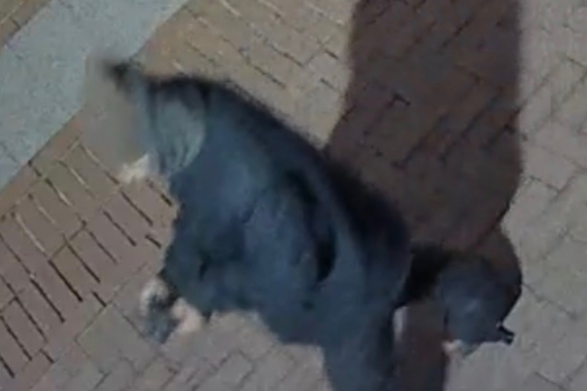 5th St SE sexual assault suspect