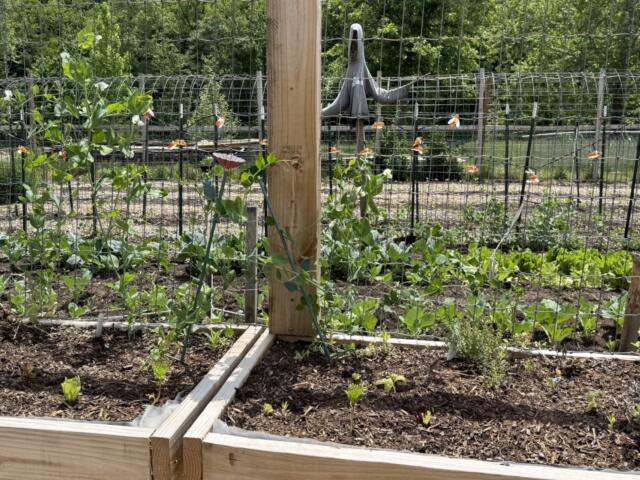 CHS garden