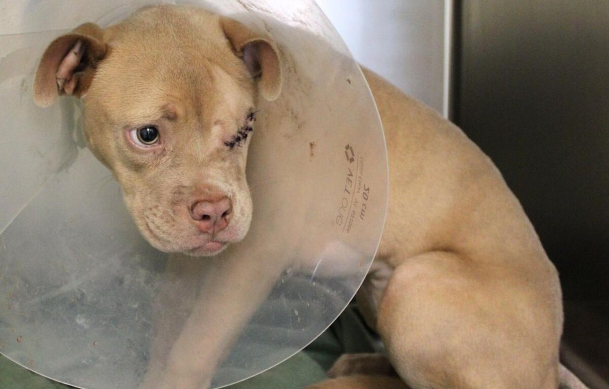 Dog with a plastic cone (Elizabethan collar) around its neck, resting on the floor, showing stitches near the eye and a sad expression.