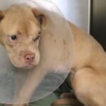 Dog with a plastic cone (Elizabethan collar) around its neck, resting on the floor, showing stitches near the eye and a sad expression.