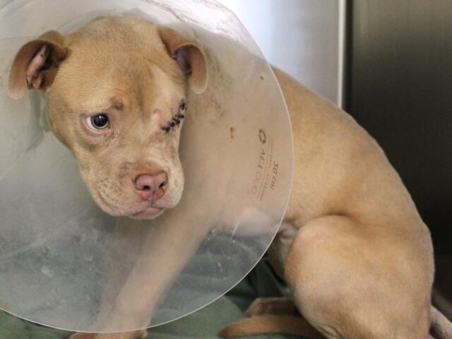 Dog with a plastic cone (Elizabethan collar) around its neck, resting on the floor, showing stitches near the eye and a sad expression.