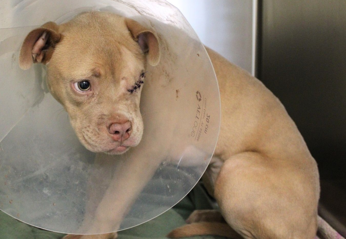 Dog with a plastic cone (Elizabethan collar) around its neck, resting on the floor, showing stitches near the eye and a sad expression.