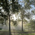 Tall trees in sunlight