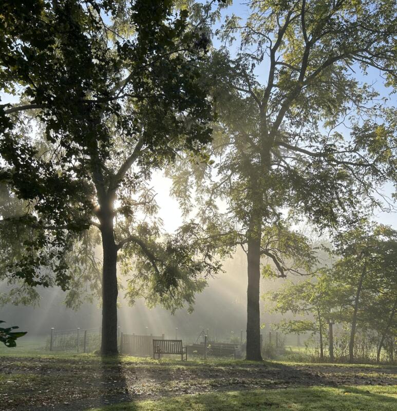 Tall trees in sunlight