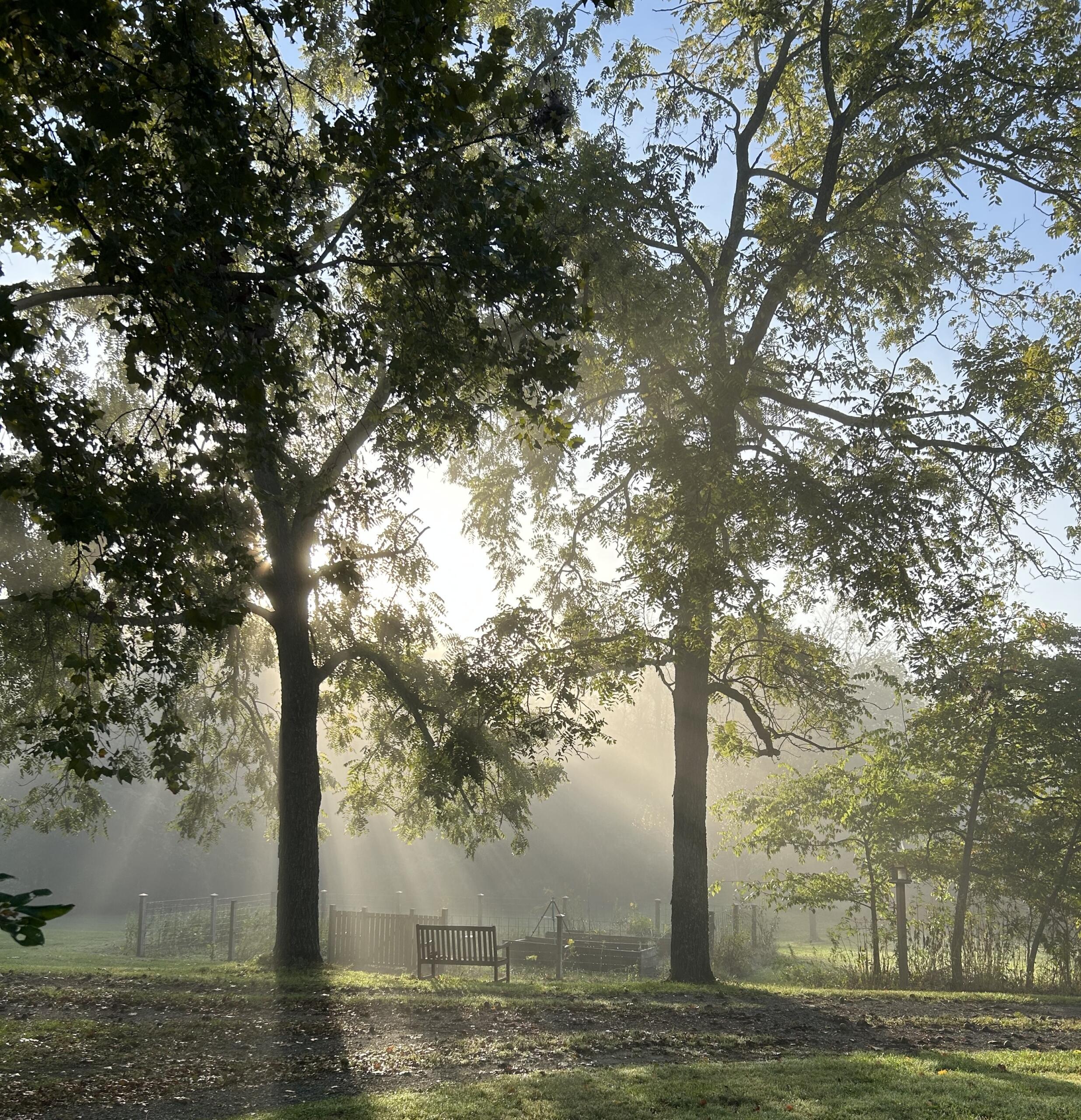 Tall trees in sunlight