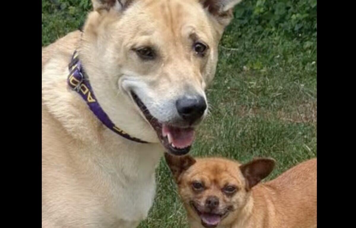 Two dogs outdoors in a grassy area: a large beige dog with a purple collar smiles beside a small tan chihuahua sharing the frame.