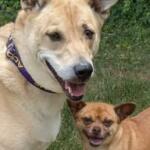 Two dogs outdoors in a grassy area: a large beige dog with a purple collar smiles beside a small tan chihuahua sharing the frame.