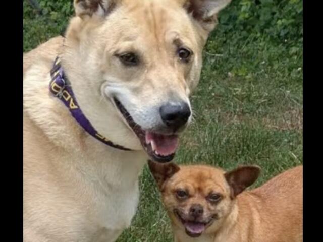 Two dogs outdoors in a grassy area: a large beige dog with a purple collar smiles beside a small tan chihuahua sharing the frame.