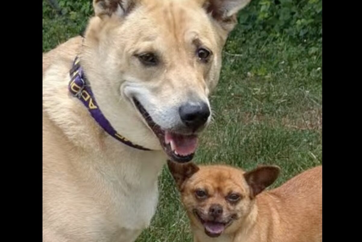 Two dogs outdoors in a grassy area: a large beige dog with a purple collar smiles beside a small tan chihuahua sharing the frame.