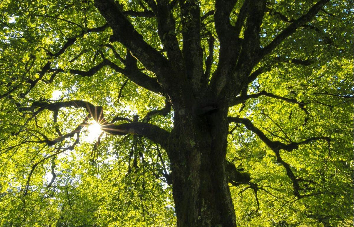 Tree photo from Unsplash