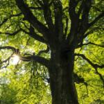 Tree photo from Unsplash