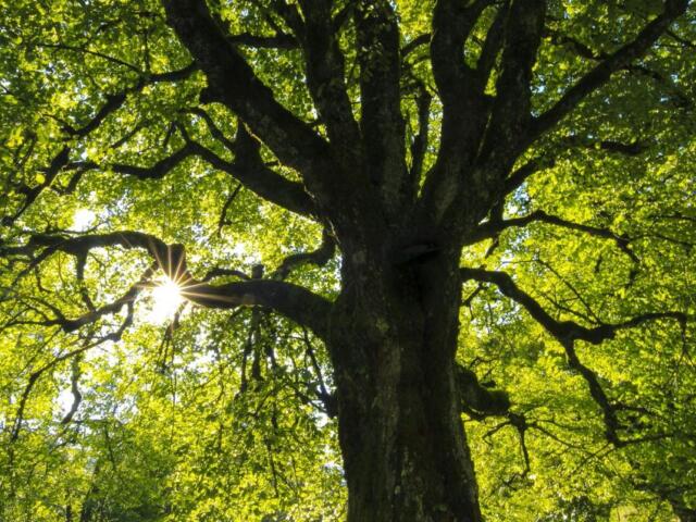 Tree photo from Unsplash