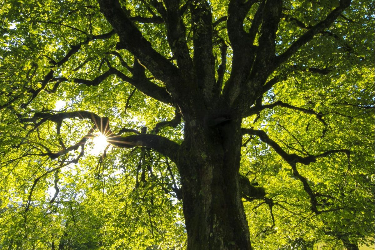 Tree photo from Unsplash