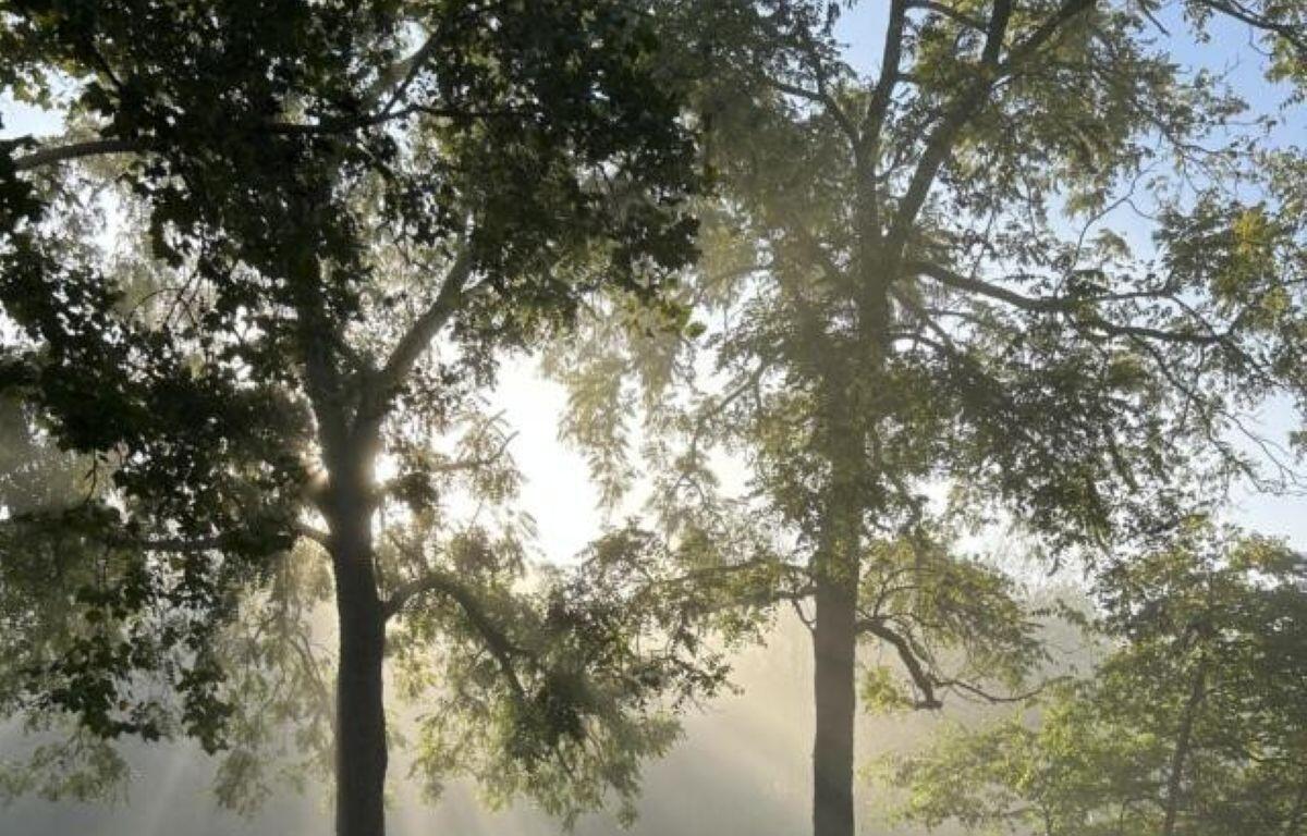 Tall trees in sunlight