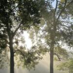 Tall trees in sunlight