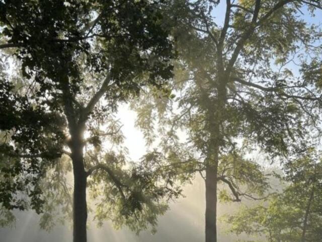 Tall trees in sunlight
