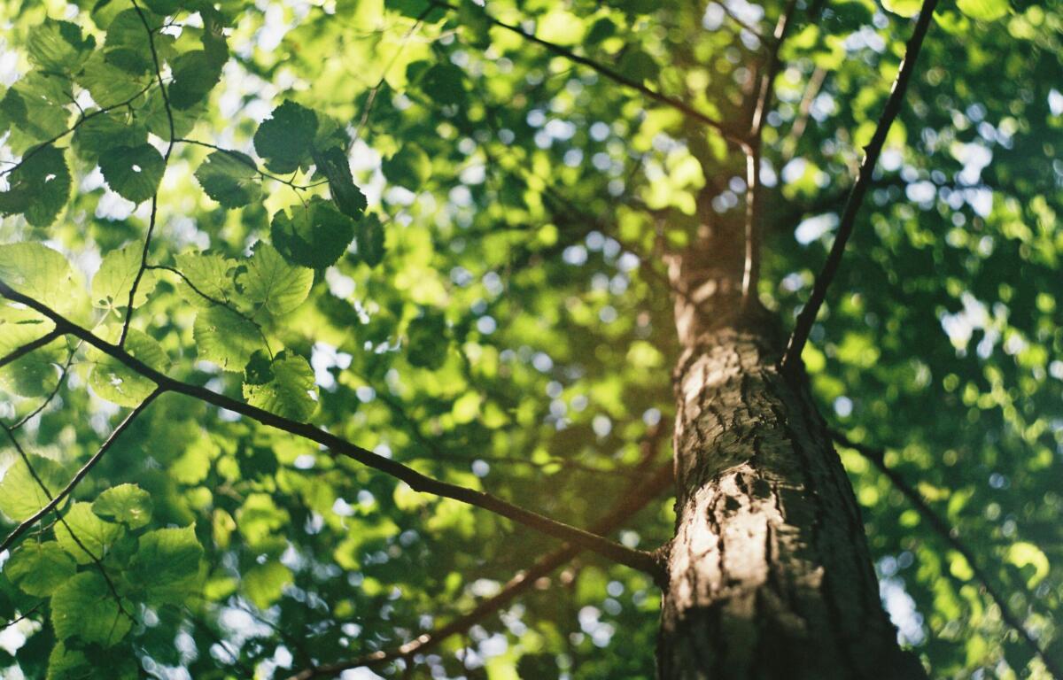 Tree with sunlight on it