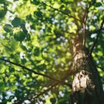 Tree with sunlight on it