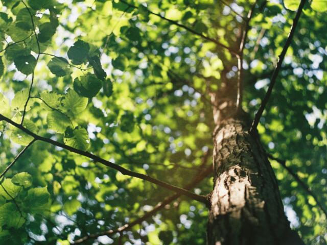 Tree with sunlight on it