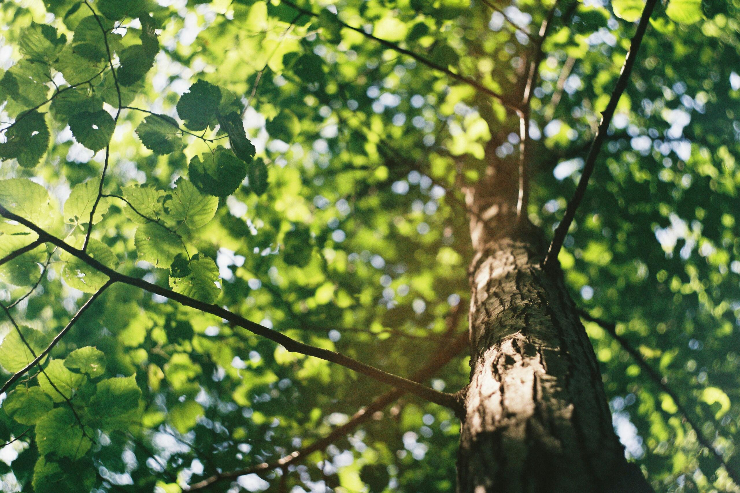 Tree with sunlight on it
