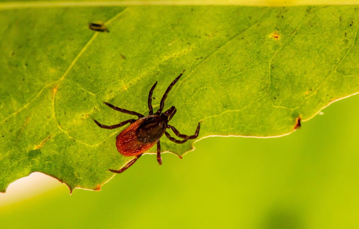 Close-up of a brownish-black tick on a bright green leaf, with the leaf veins visible and a blurred background.