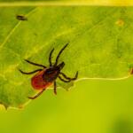 Close-up of a brownish-black tick on a bright green leaf, with the leaf veins visible and a blurred background.