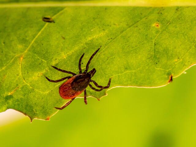 Close-up of a brownish-black tick on a bright green leaf, with the leaf veins visible and a blurred background.